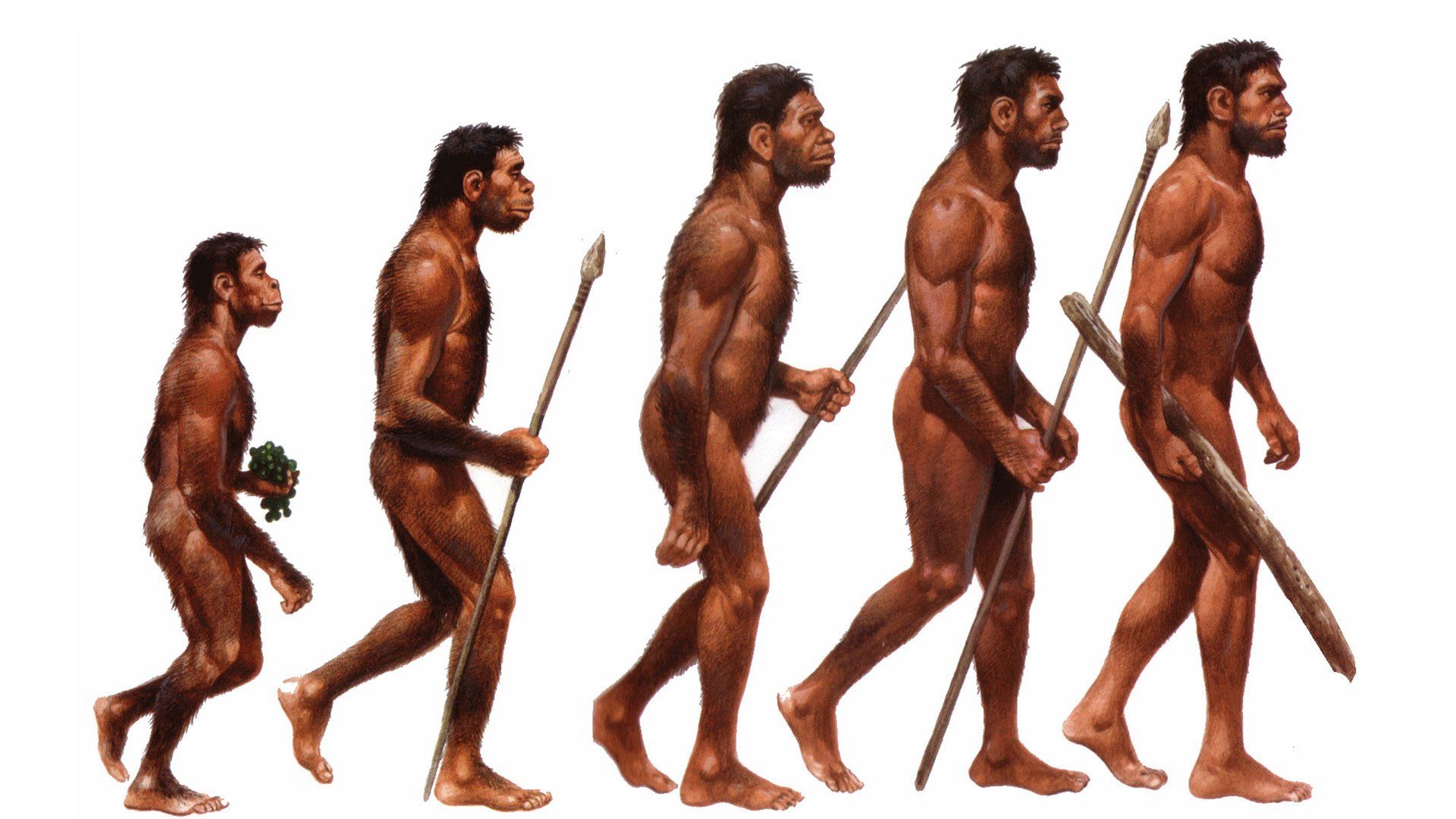 Evolution